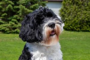 retrato do uma Preto e branco Português água cachorro com uma ondulado casaco foto