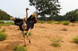 avestruz na fazenda foto