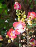 flor de bala de canhão couroupita guianensis na árvore foto