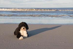 cachorro deitado em uma arenoso de praia de a oceano foto