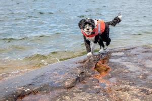 cachorro vestindo uma vida colete em uma rochoso costa de uma lago foto