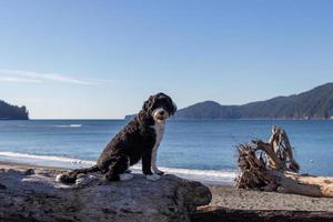 Preto e branco Português água cachorro sentado em uma madeira flutuante registro às a de praia foto