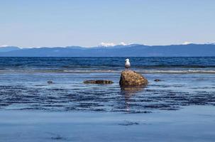 uma gaivota empoleirado em uma Rocha às a de praia foto