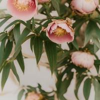 estético boêmio Rosa peões em bege fundo foto