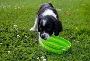 springer spaniel cachorro foto