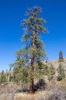 Ponderosa pinho árvore em a lado do uma montanha foto