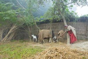 Bangladesh janeiro 06, 2014 em uma nebuloso inverno manhã, uma mulher é alimentando em dela doméstico animal vaca às ranisankail, thakurgaon. foto