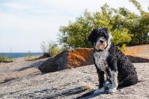 molhado cachorro sentado em uma Rocha de uma lago foto