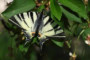 escasso rabo de andorinha borboleta em árvore foto