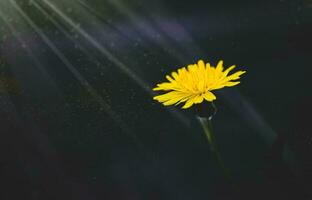 selvagem gafanhoto com pequeno amarelo flor dentro a brilho do sol foto