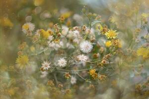 lindo pequeno delicado outono flores dentro a jardim em uma fundo com bokeh foto