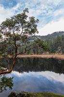 medronho árvore às Matheson lago regional parque em Vancouver ilha foto