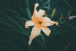 amarelo lírio dentro a jardim contra uma fundo do verde folhas dentro fechar-se foto