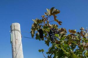 uvas crescendo em videiras foto