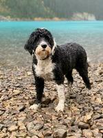 Português água cachorro às morena lago foto