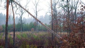 manhã na floresta de outono com neblina fabulosa árvore caída foto