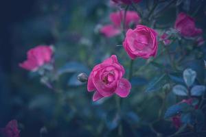 rosa dentro a jardim contra a fundo do verde folhas foto