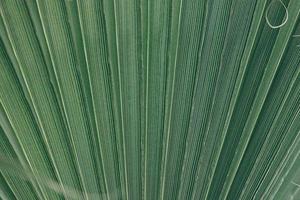 verde natural abstrato fundo Palma folha fechar-se foto