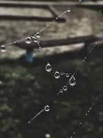 pequeno suave água gotas em uma aranha rede em a outono dia fechar-se ao ar livre foto