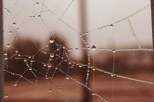 pequeno suave água gotas em uma aranha rede em a outono dia fechar-se ao ar livre foto