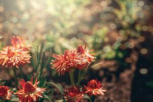 laranja flor dentro a raios do a verão Sol dentro a jardim fechar-se foto