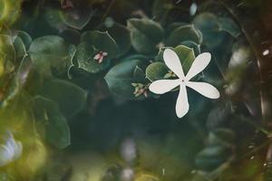 branco flor do jasmim em a videira em uma verde fundo do folhas foto