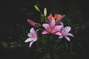 ampla lírio flor em uma Sombrio fundo dentro a jardim em uma verão dia foto