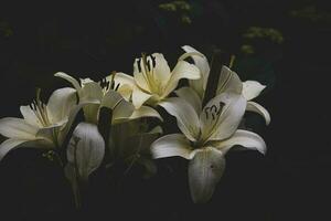 eu branco delicado lírio flor em Sombrio fundo foto
