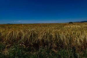 natural agrícola fundo trigo dentro a campo caloroso verão antes colheita foto