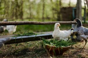 jovem galinhas e galos comer orgânico alimentação a partir de alimentadores em uma verde Fazenda dentro natureza sem produtos químicos ou pesticidas para a saúde do a pássaros foto