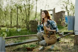 uma mulher agricultor dentro trabalhos roupas é segurando uma jovem frango e inspecionando uma alimentador com orgânico orgânico frango Comida em a Fazenda em uma pôr do sol verão dia foto