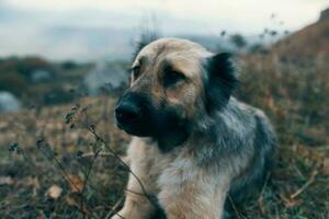 cachorro ao ar livre deitado em a Relva viagem animal foto