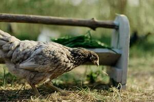 uma cinzento galinha bicando às fresco orgânico alimentação a partir de uma Fazenda alimentador enquanto em pé em verde Relva dentro a natureza foto