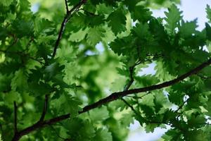 lindo fresco Primavera verde folhas do a carvalho árvore em a galhos contra a azul céu foto