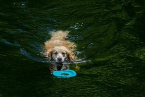 cachorro jogando com uma brinquedo dentro a água foto