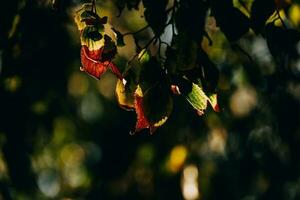 outono ouro Castanho folhas em uma árvore em uma ensolarado dia com bokeh foto