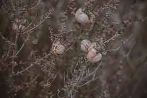Caracol em uma arbusto dentro a outono dia natural minimalista bokeh fundo foto