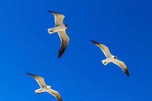 vôo gaivota pássaro gaivotas pássaros azul céu fundo nuvens México. foto