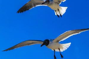 vôo gaivota pássaro gaivotas pássaros azul céu fundo nuvens México. foto