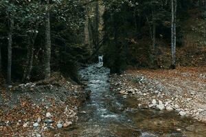 montanha rio entre dois bancos e alta árvores outono floresta panorama foto