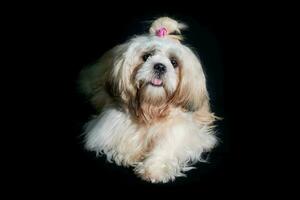 shih tzu mostrar classe cachorro branco retrato às estúdio em Preto fundo foto