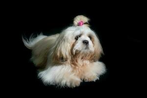 shih tzu mostrar classe cachorro branco retrato às estúdio em Preto fundo foto