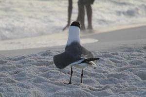 Preto encabeçado gaivota de praia pássaro foto