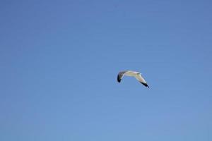 Preto encabeçado gaivota de praia pássaro foto