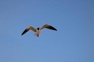 Preto encabeçado gaivota de praia pássaro foto