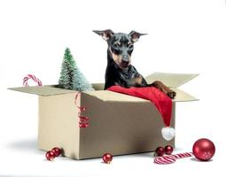 cachorrinho em uma caixa com decoração de natal foto