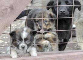 três cachorrinhos tristes atrás de uma cerca foto