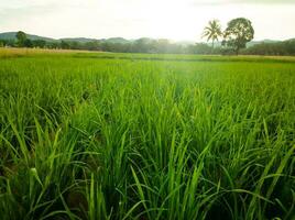 verde arroz grãos dentro arroz campo com luz solar foto