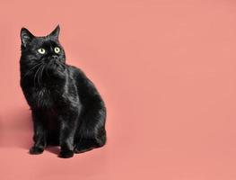 gato preto em um fundo laranja foto