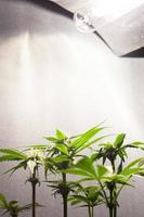 cultivando maconha sob luz artificial em casa